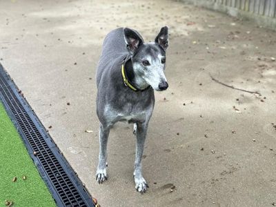 Gladys | Greyhound | Canterbury - 3