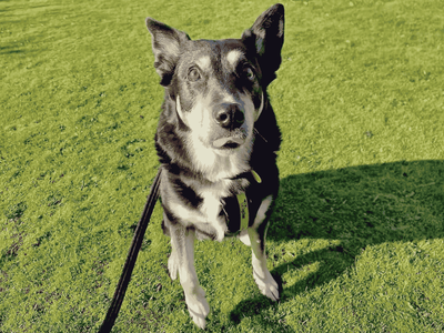 Skye | Collie (Border) Cross | Dundee rehoming - 5