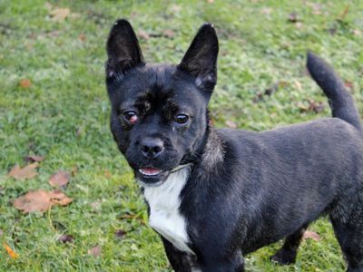 Nellie | French Bulldog Cross | Merseyside (Liverpool) - 3