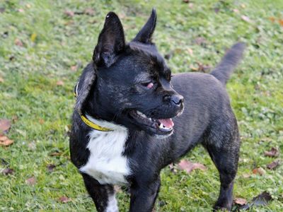 Nellie | French Bulldog Cross | Merseyside (Liverpool) - 2