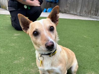 Quaver | Terrier (Jack Russell) | Evesham (Worcestershire) - 1