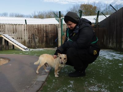 Quaver | Terrier (Jack Russell) | Evesham (Worcestershire) - 3