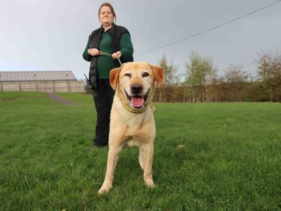 Moby | Retriever (Labrador) | Darlington - 2