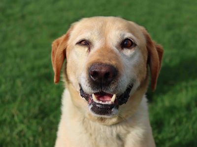 Moby | Retriever (Labrador) | Darlington - 3