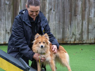 Apricot | Pomeranian Cross | Loughborough - 2