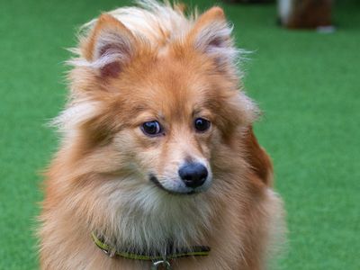 Apricot | Pomeranian Cross | Loughborough - 3