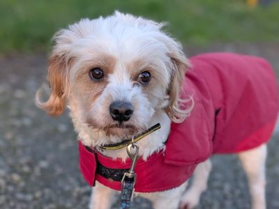 Raya | Spaniel (Cavalier King Charles) Cross | Basildon (Essex) - 1