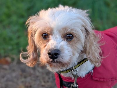 Raya | Spaniel (Cavalier King Charles) Cross | Basildon (Essex) - 3