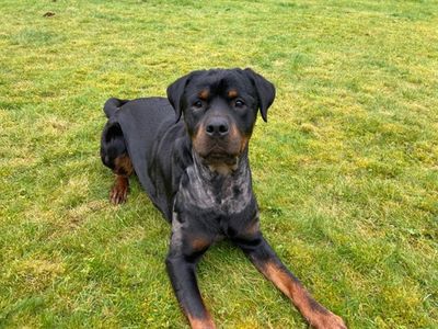 Asha | Rottweiler | Newbury (Berkshire) - 3