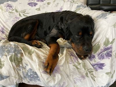 Asha | Rottweiler | Newbury (Berkshire) - 2