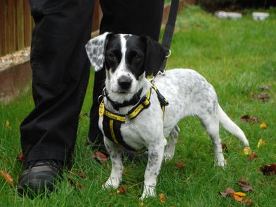 Millie | Terrier (Jack Russell) | Newbury (Berkshire) - 1