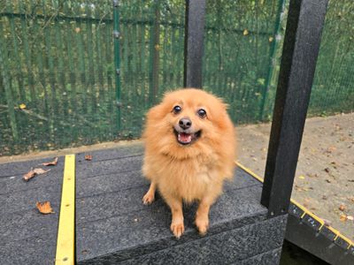 Betty | Pomeranian | Merseyside (Liverpool) - 3