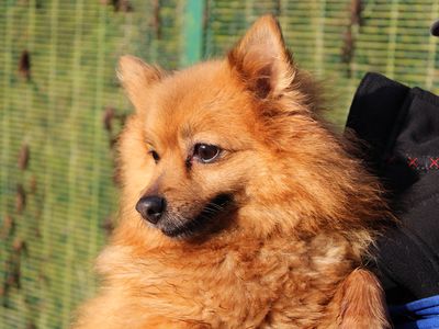 Betty | Pomeranian | Merseyside (Liverpool) - 2