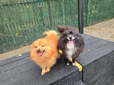 Queenie | Pomeranian | Merseyside (Liverpool) - 3