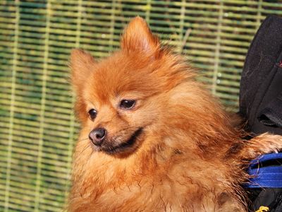 Queenie | Pomeranian | Merseyside (Liverpool) - 2