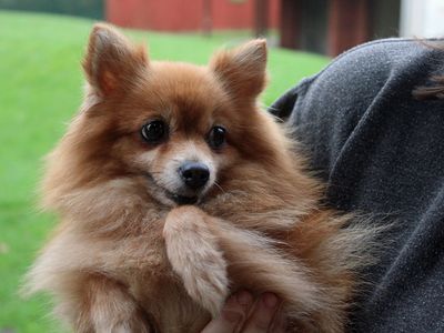 Brandy | Pomeranian | Merseyside (Liverpool) - 3