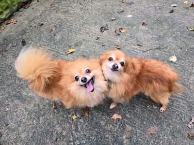 Brandy | Pomeranian | Merseyside (Liverpool) - 2