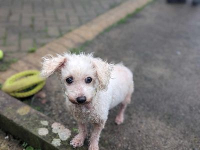 Pepper | Bichon Frise | Bridgend (Wales) - 2