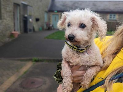 Pepper | Bichon Frise | Bridgend (Wales) - 3