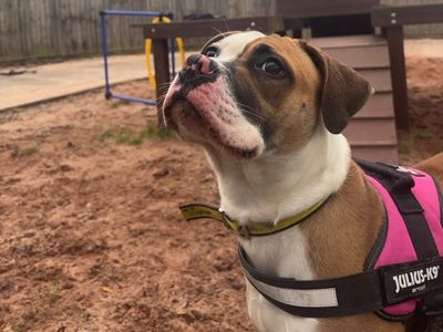 Dottie | American Bulldog Cross | Shrewsbury (Shropshire) - 3