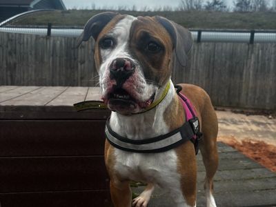 Dottie | American Bulldog Cross | Shrewsbury (Shropshire) - 1