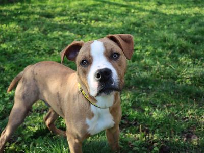 Dave | Terrier (Staffordshire Bull) Cross | Darlington - 3