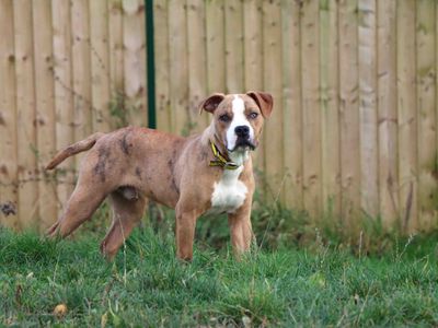 Dave | Terrier (Staffordshire Bull) Cross | Darlington - 2