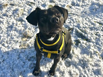 Dolly Pawton | Retriever (Labrador) Cross | Ballymena (Northern Ireland) - 3