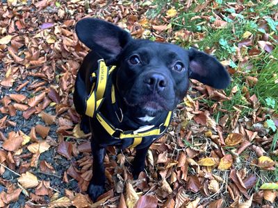 Dolly Pawton | Retriever (Labrador) Cross | Ballymena (Northern Ireland) - 1