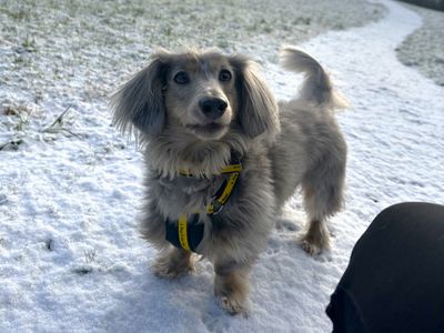 Otto | Dachshund (Miniature Long Haired) | Ballymena (Northern Ireland) - 3