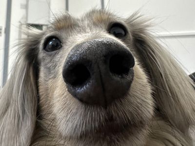 Otto | Dachshund (Miniature Long Haired) | Ballymena (Northern Ireland) - 5