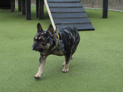 Mr. Pickles | French Bulldog | Evesham (Worcestershire) - 3