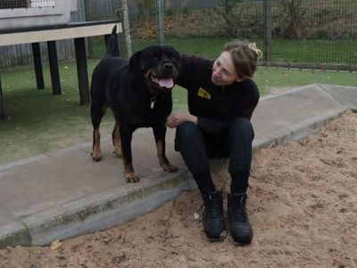 Midnight | Rottweiler | Evesham (Worcestershire) - 3