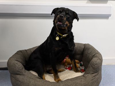 Midnight | Rottweiler | Evesham (Worcestershire) - 5