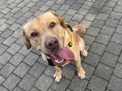 Loki | Retriever (Labrador) | Basildon (Essex) - 3