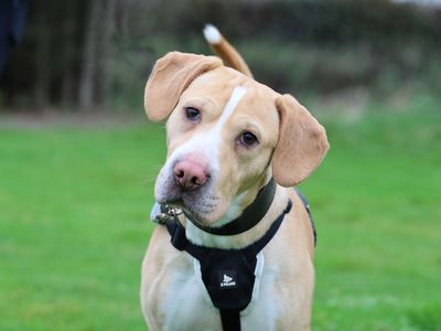 Bertie | Beagle Cross | Leeds - 1