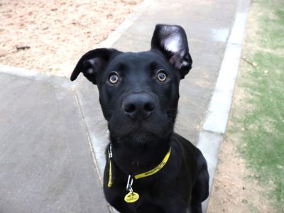 Mickey | Retriever (Labrador) Cross | Evesham (Worcestershire) - 5