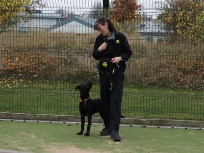 Mickey | Retriever (Labrador) Cross | Evesham (Worcestershire) - 3