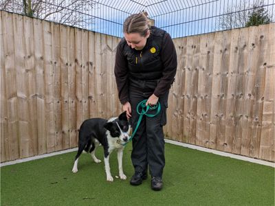 Foggy | Collie (Border) | Evesham (Worcestershire) - 5