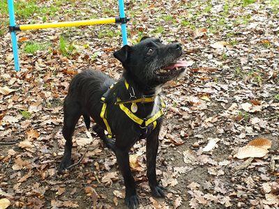 Cedrick | Terrier (Patterdale) Cross | Canterbury - 3