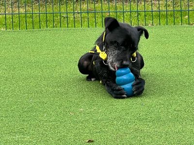 Cedrick | Terrier (Patterdale) Cross | Canterbury - 5