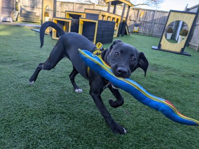 Dakota | Retriever (Labrador) Cross | West Calder (Edinburgh) - 3