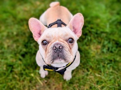 French bulldog shops mix adoption