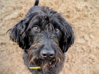 Ramsey | Poodle Cross | Cardiff - 3