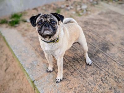 Thea | Pug | Cardiff - 3