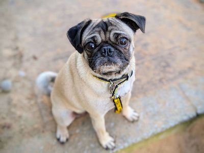 Thea | Pug | Cardiff - 5