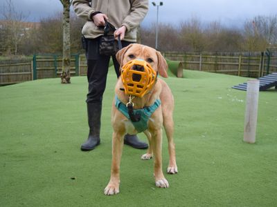 Ace | Retriever (Labrador) Cross | Harefield West London - 3