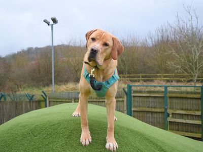 Ace | Retriever (Labrador) Cross | Harefield West London - 5