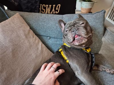 Denzel | French Bulldog | Salisbury (Wiltshire) - 3