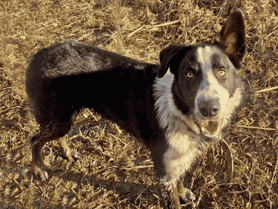 Milo | Collie (Border) | Dundee rehoming - 5